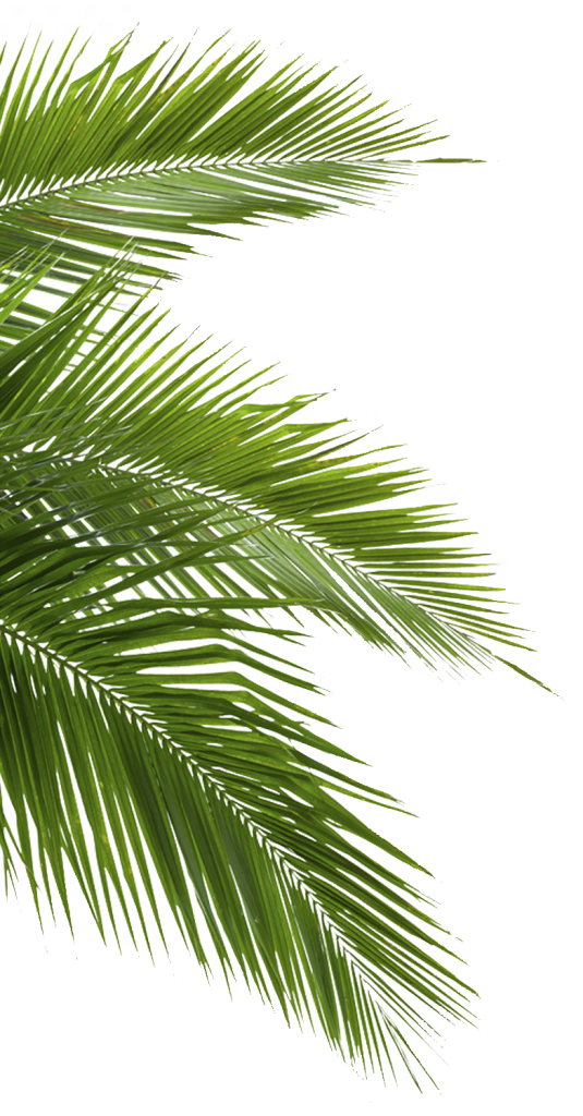 Palm leaves on a transparent background